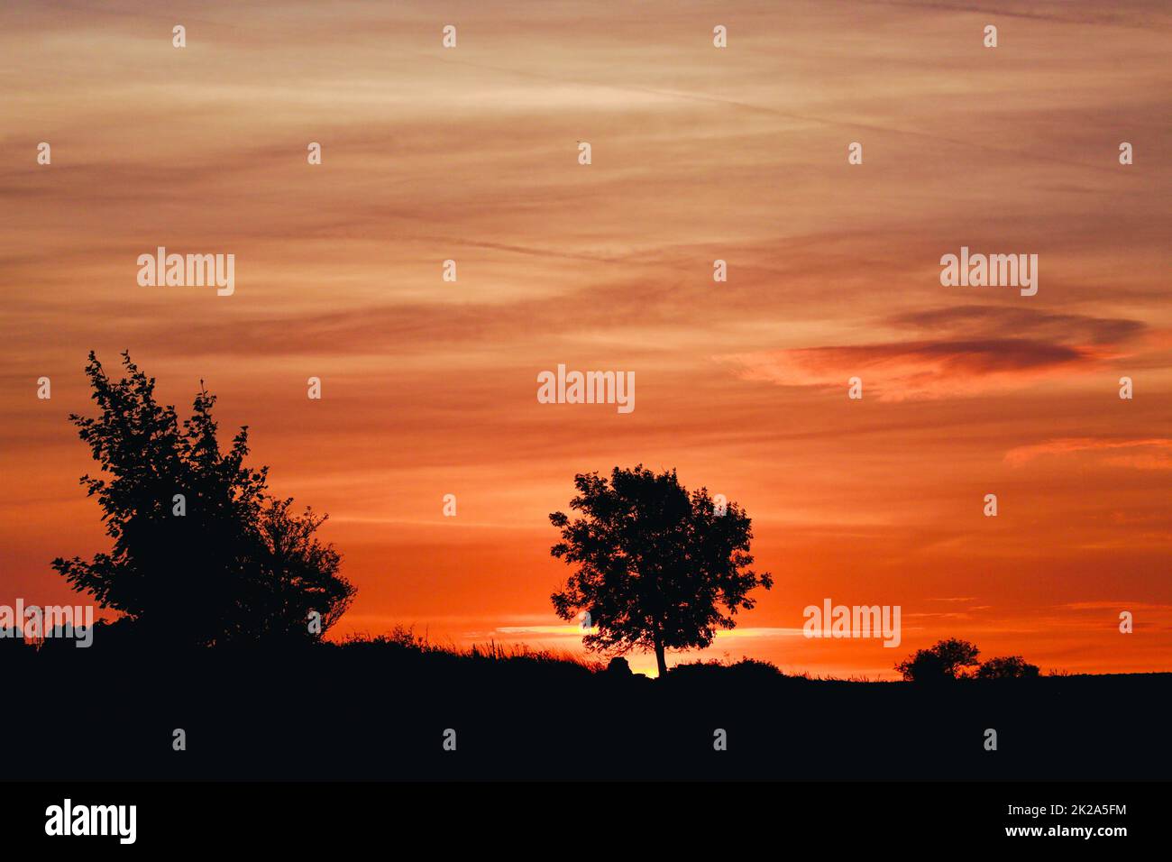 Sunrise with isolated tree silhouette Stock Photo - Alamy