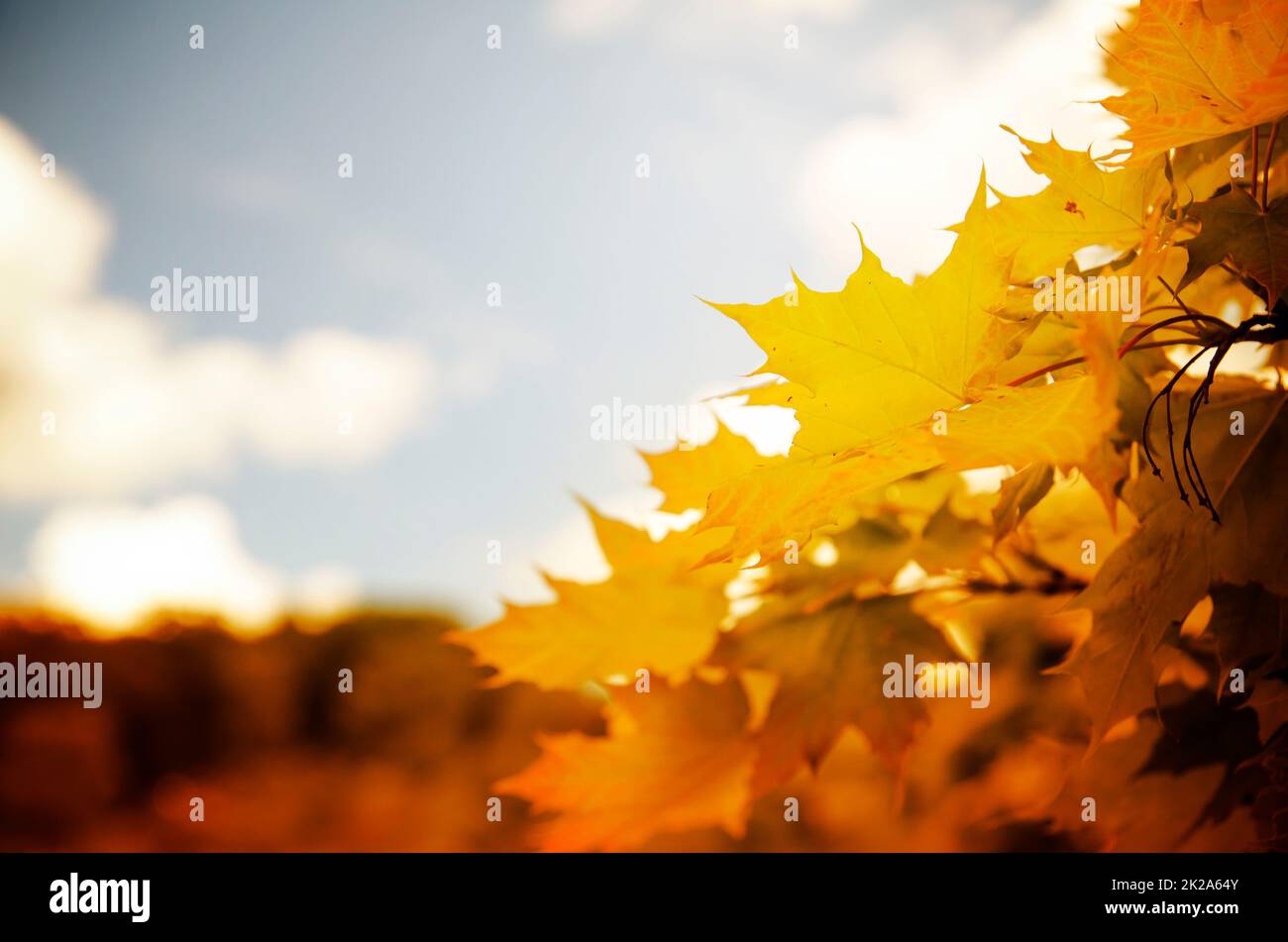 Beautiful autumn leaves sky hi-res stock photography and images - Alamy