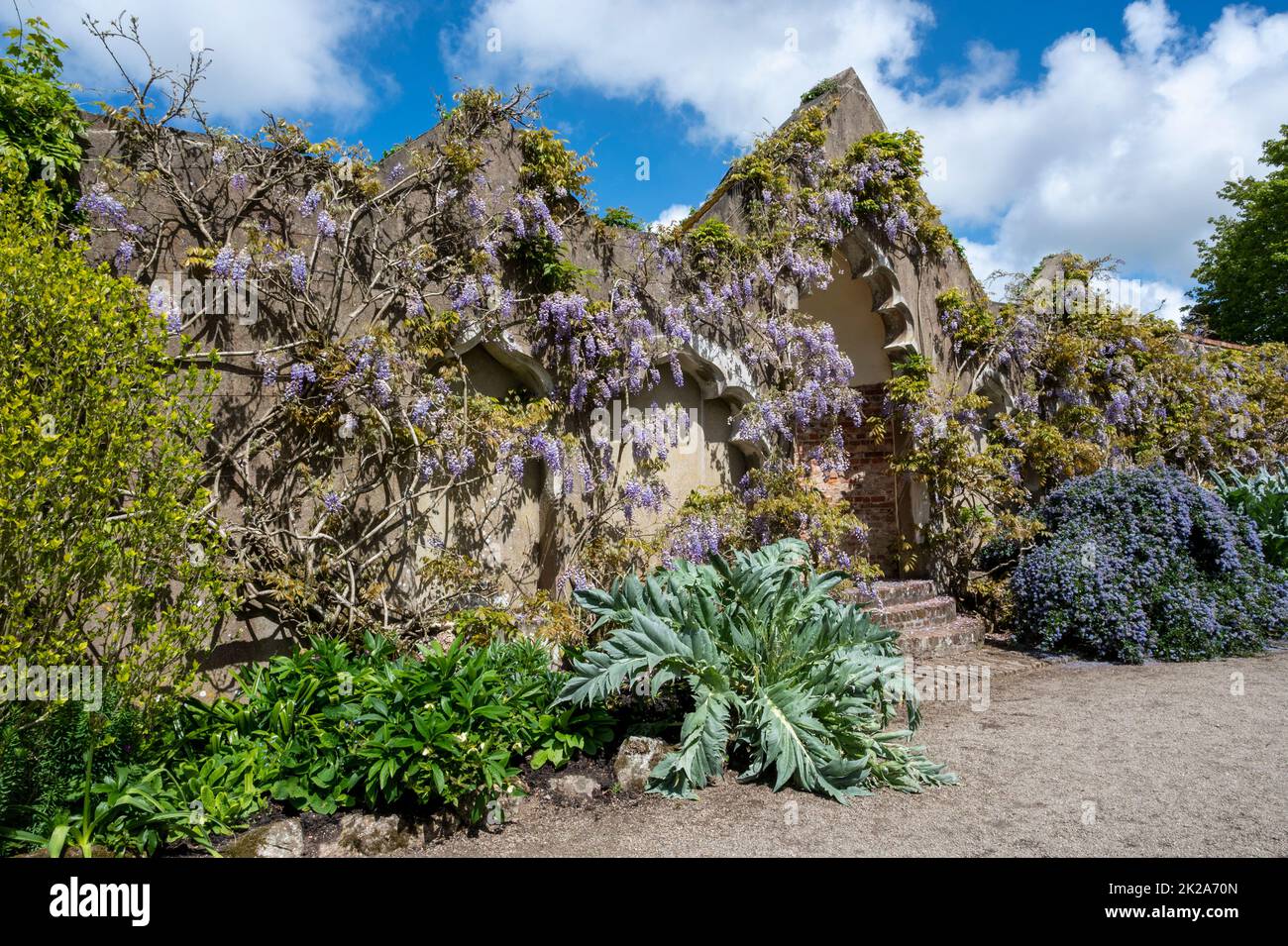 Wisteria in flower during spring along an ornate border at Pencarrow House and Gardens, Cornwall, UK Stock Photo