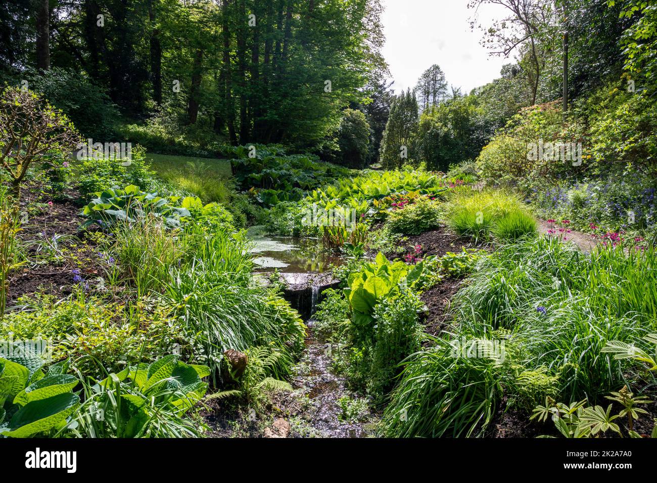 The grounds of Pencarrow House and Gardens, Cornwall, UK in spring. Pleasant walks through woods and beside streams. Stock Photo