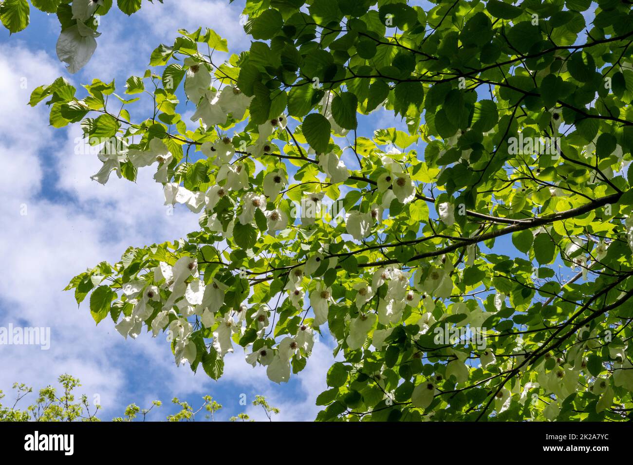 The handkerchief tree (Davidia involucrata) with flowers enclosed by white bracts. Stock Photo