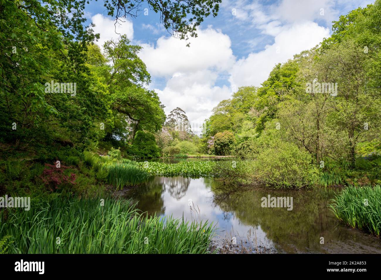 The lake at Pencarrow House and Gardens in springtime. Cornwall UK Stock Photo