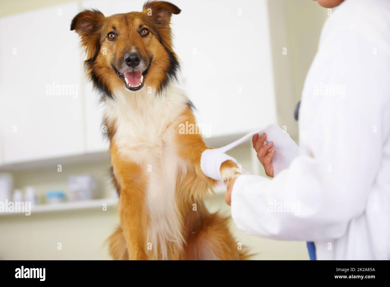 In for a check-up. Cropped shot of a vet bandaging up a collies paw. Stock Photo