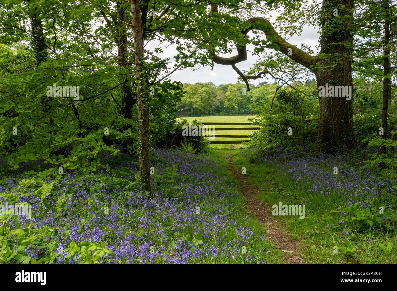 Swathes of English bluebells in woodland at the Pencarrow House and gardens, Cornwall, UK. Stock Photo