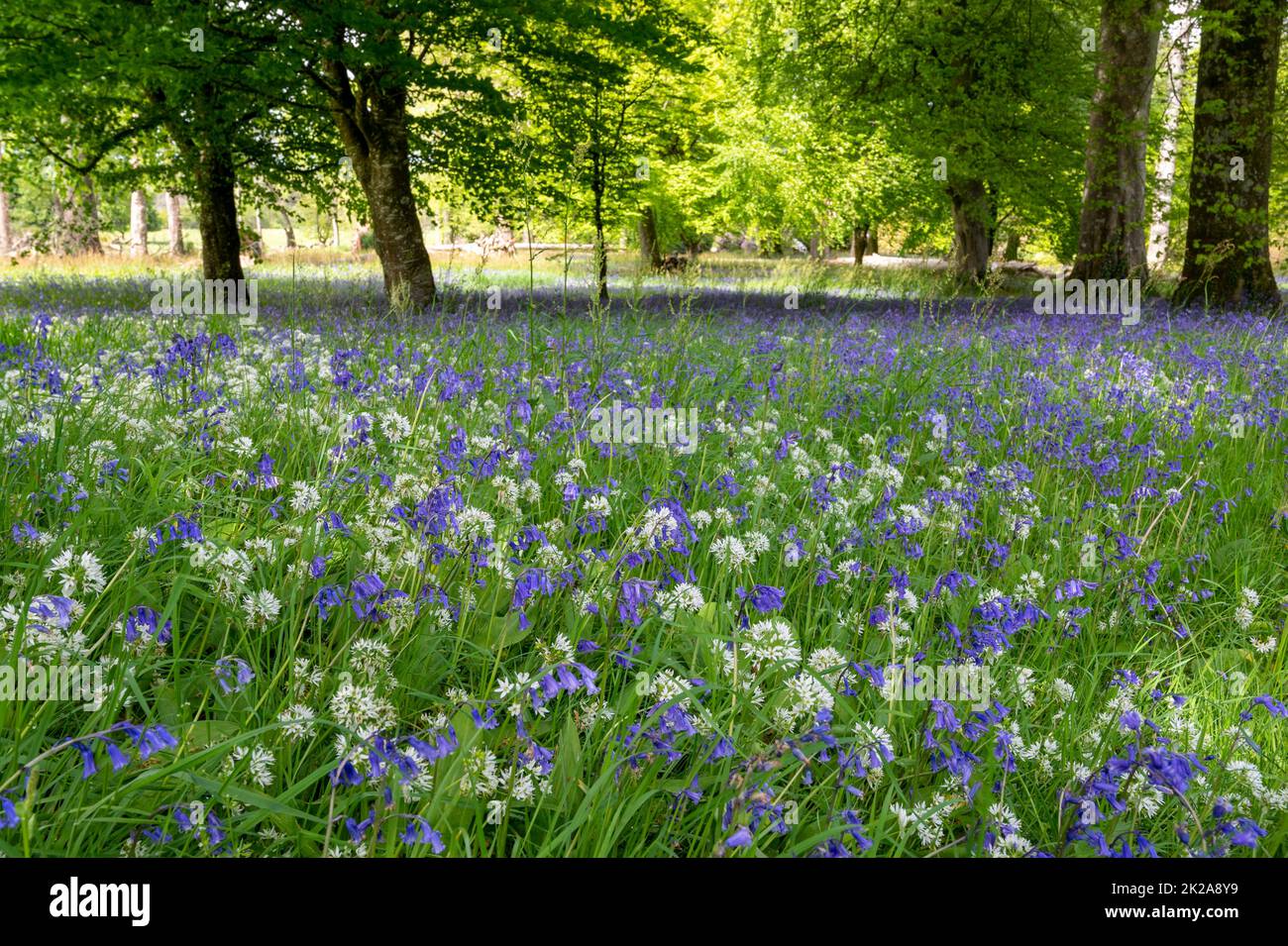 Swathes of blue and white bluebells and wild garlic at Pencarrow House estate, Cornwall UK. Stock Photo