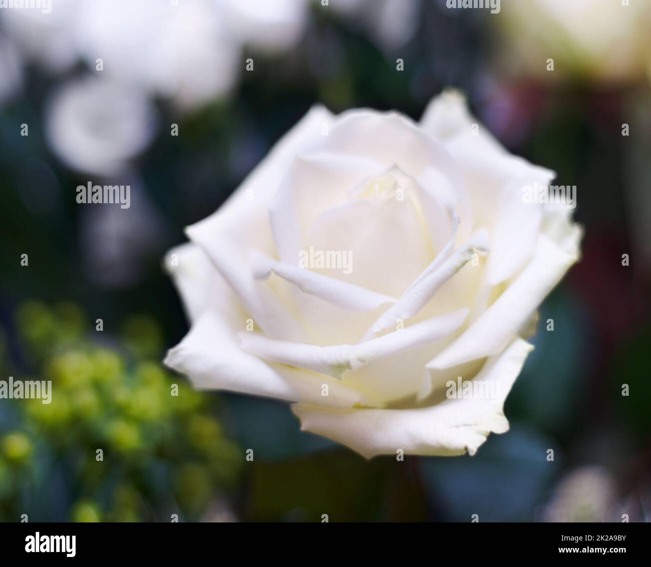 Picture of innocence. A close-up photo of a fresh white rose. Stock Photo