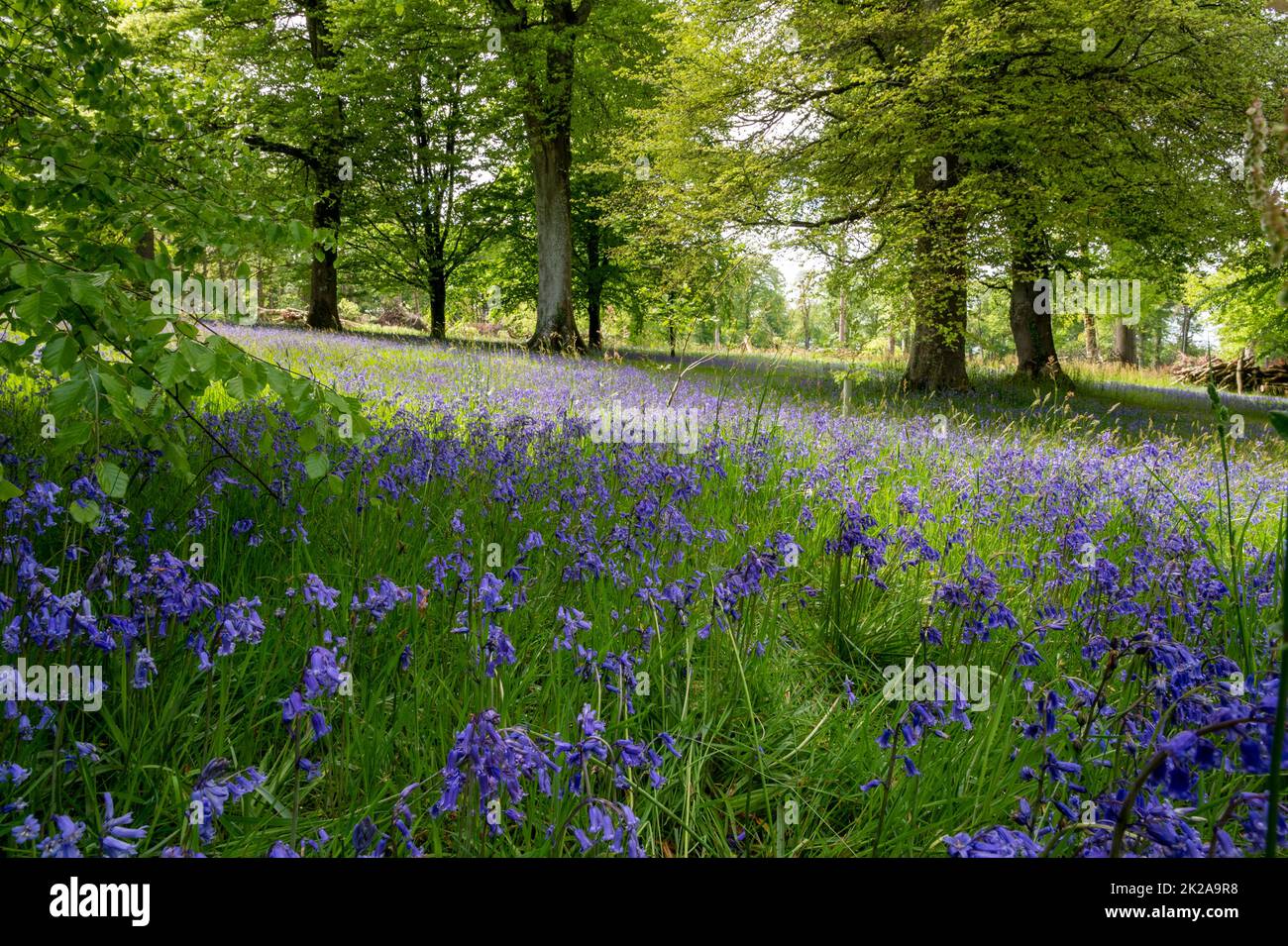 Swathes of English bluebells in woodland at the Pencarrow House and gardens, Cornwall, UK. Stock Photo