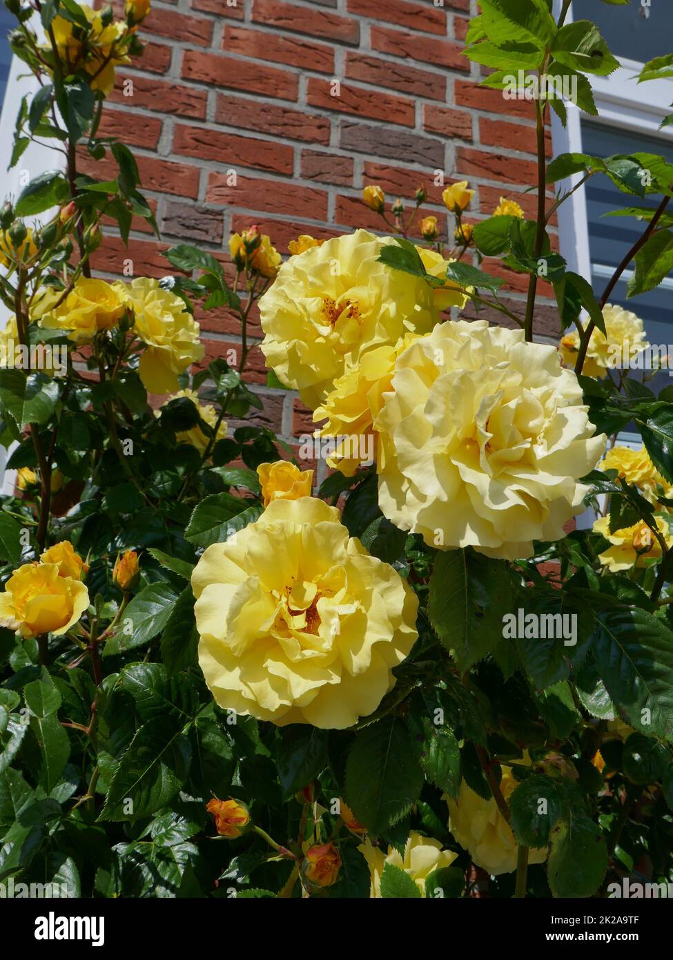 Yellow roses in front of a brick house Stock Photo - Alamy