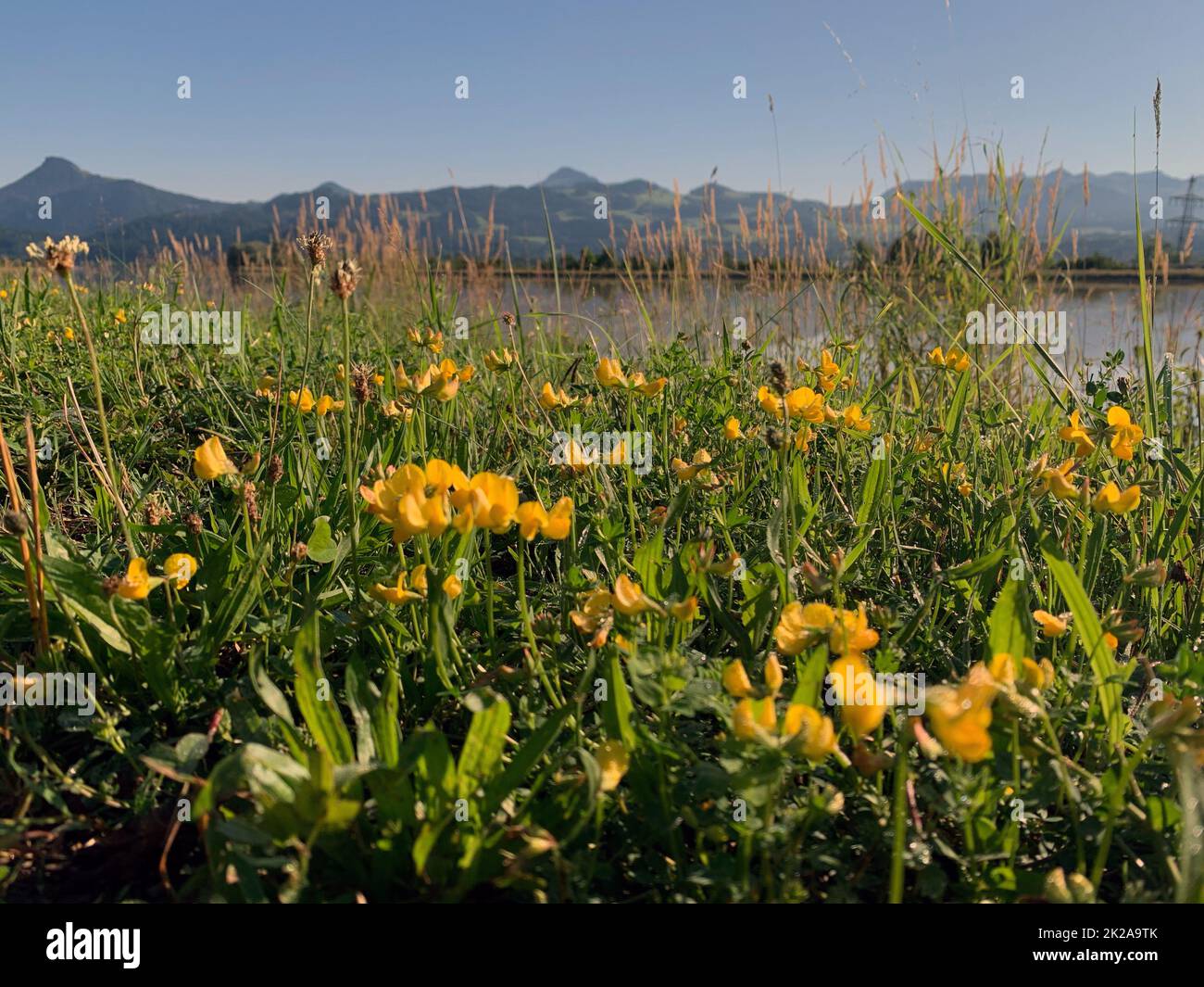 カシニョール 、【BUNCH OF FLOWERS IN MEADOW】 Green meadow full of blooming wildflowers in Georgia overlooking
