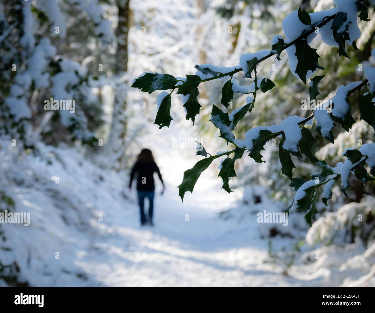 Woman walking down a snowy forest path in winter with holly leaves in the foreground Stock Photo