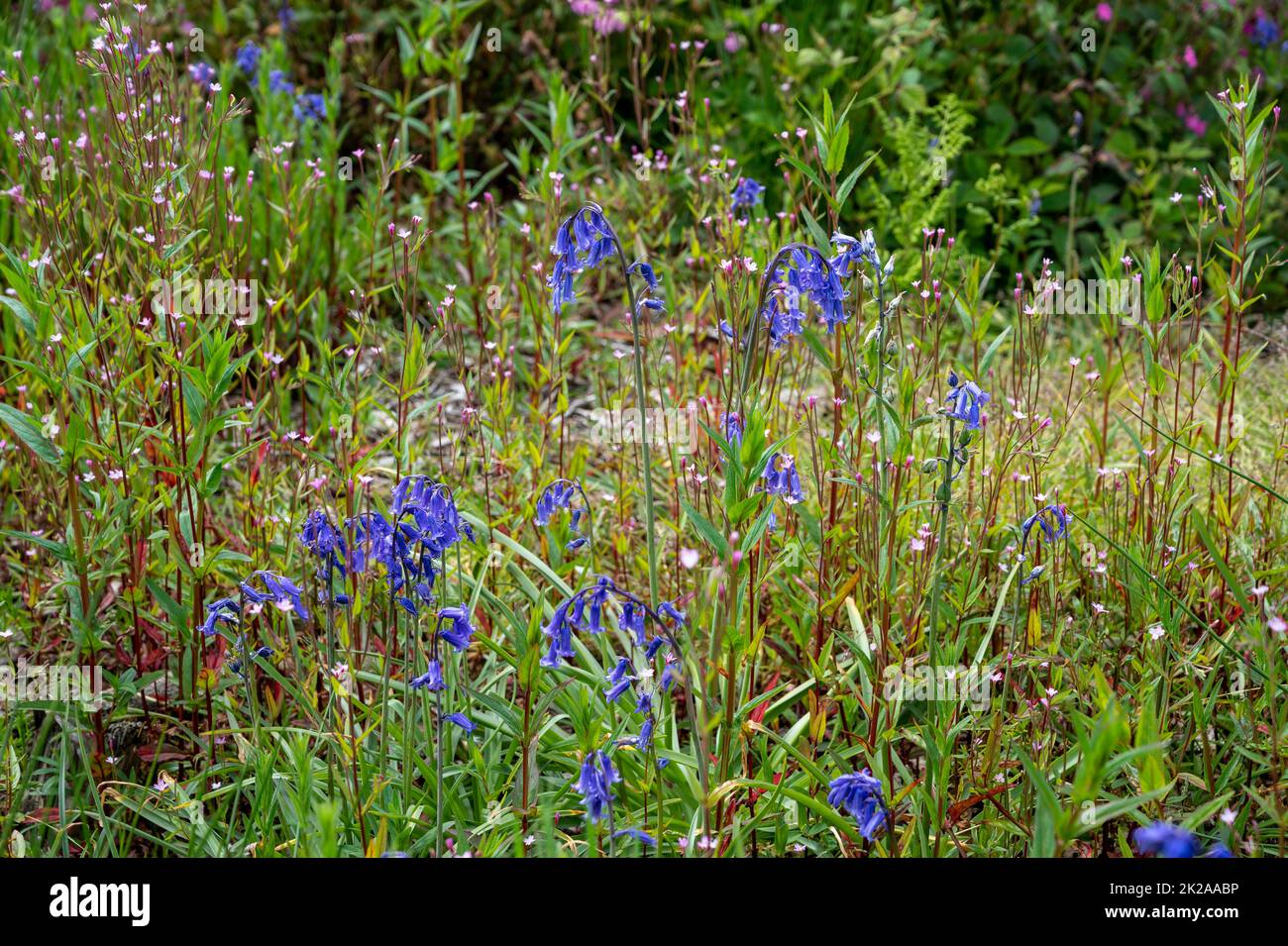 English bluebells mixed with native wild flowers in the grounds of Pencarrow House and gardens, Cornwall, UK. Stock Photo
