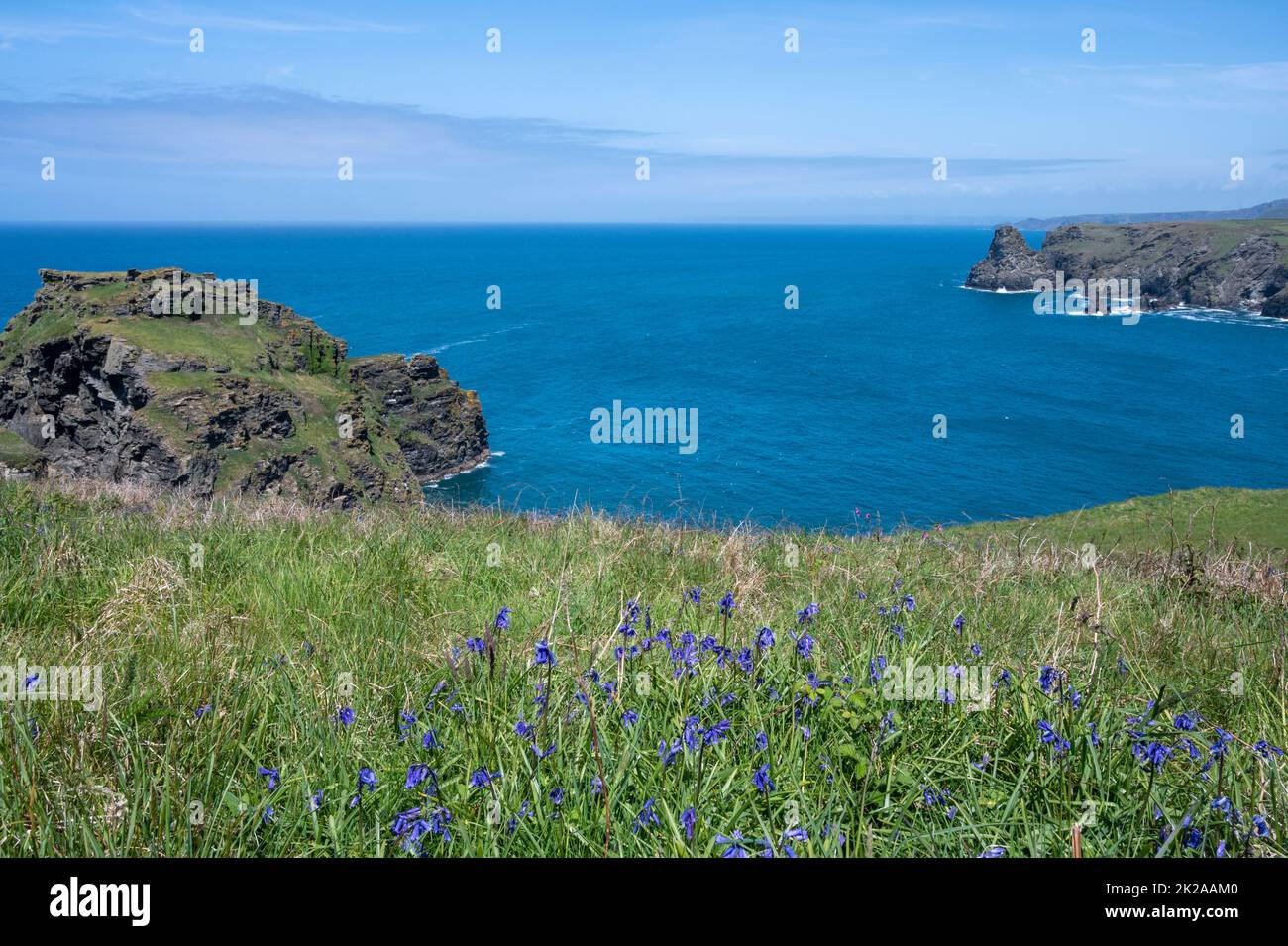 Swathes of English bluebells along the cliffs in spring from the South West Coast Path, Tintagel to Bossiney, Cornwall UK. Stock Photo