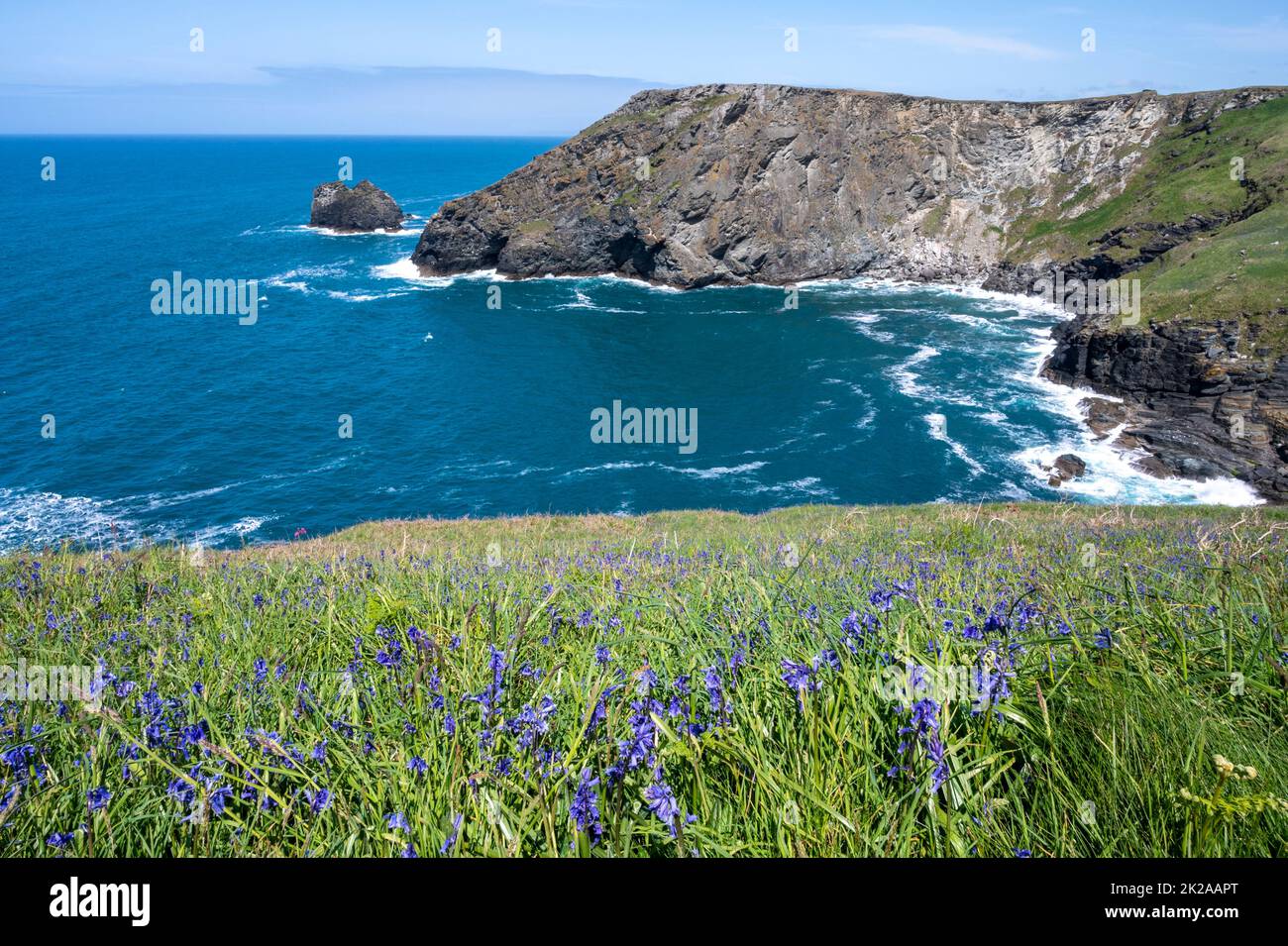 Swathes of English bluebells along the South West Coast Path from Tintagel to Willapark/ Bossiney., Cornwall UK. Stock Photo