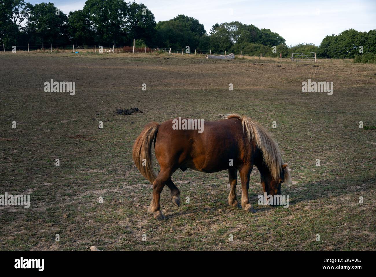 Flaxen chestnut Shetland pony grazing in a field on a summer evening Stock Photo