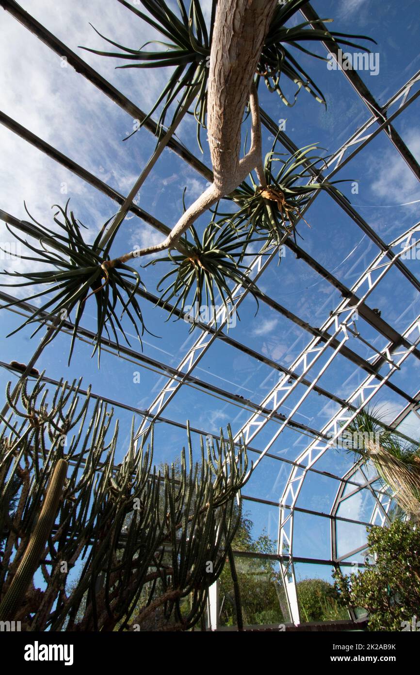 Cacti and succulents in the cactus house at Inverness Botanic Gardens