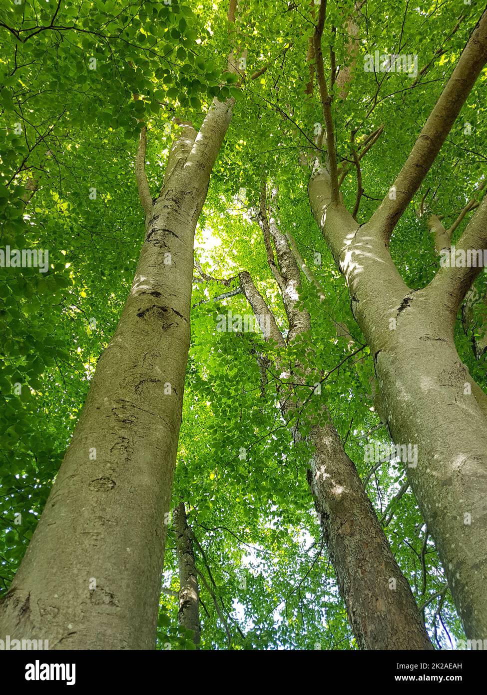 Buche, Fagus sylvatica , ist ein Laubbaum der oft in unseren Waeldern