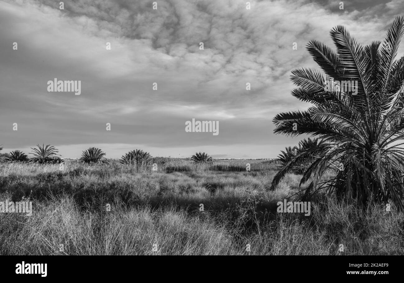 Nature Black and White Stock Photo - Alamy