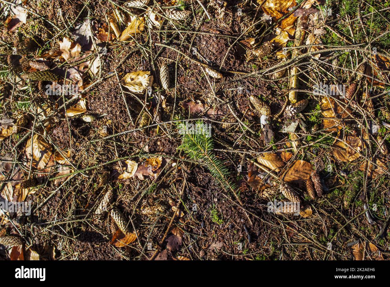 Detailed close up view on a forest ground texture with moss and ...