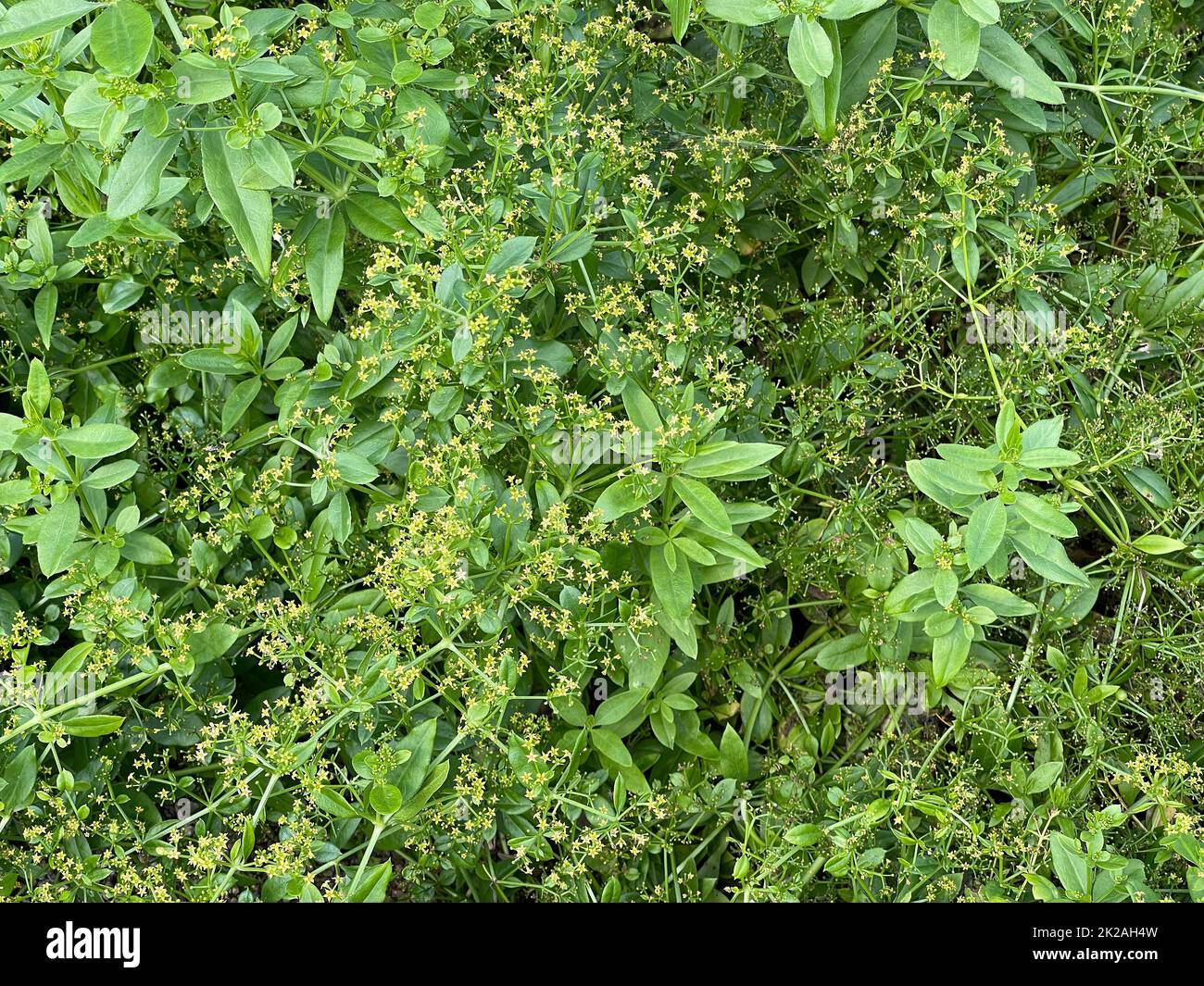 Faerberroete, Krapp, Rubia Tinctorum, ist eine wichtige Heilpflanze mit gelb-gruenen Blueten und wird viel in der Medizin verwendet. Faerberroete, mad Stock Photo