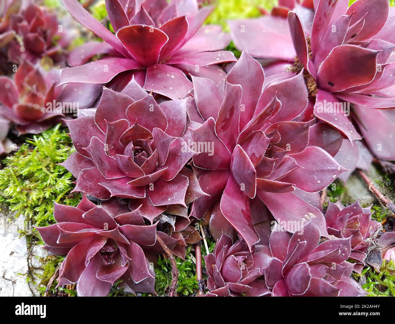 House root,dry stone wall,roof root,Sempervivum Stock Photo Alamy