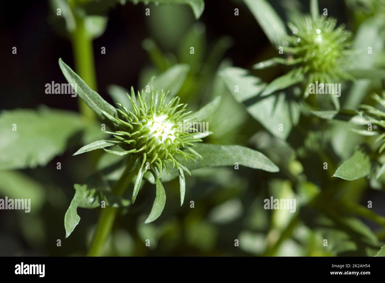 Grindelie,Canadian rubber herb,Grindelia integrifolia Stock Photo