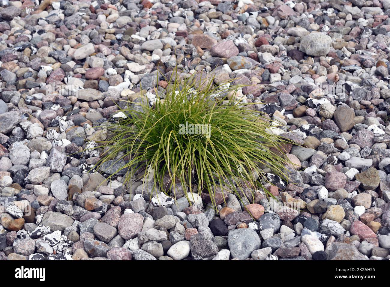 Chines Reeds Chinese reeds hi-res stock photography and images - Alamy