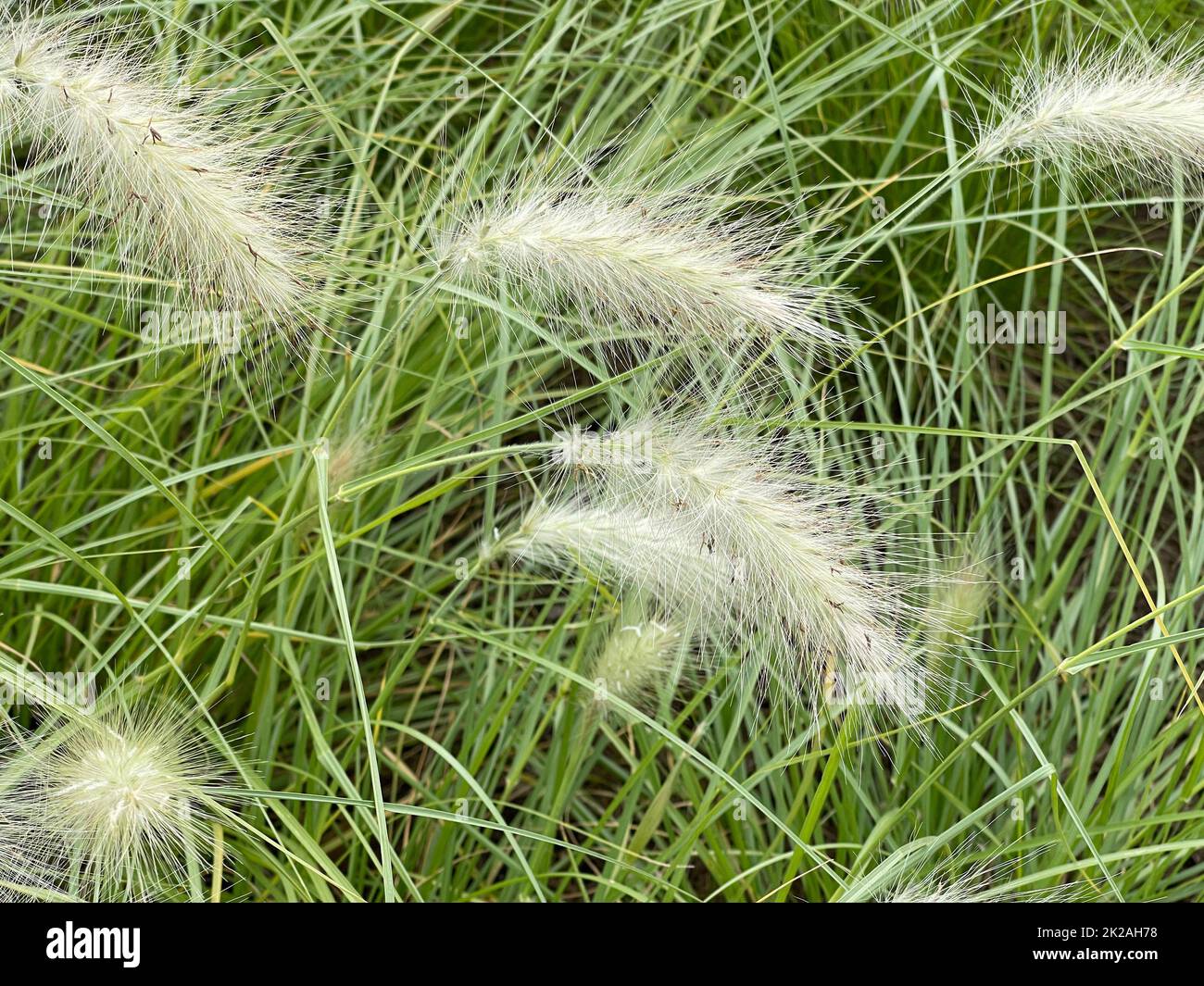 Lamp cleaner grass,white,Cenchrus longisetus Stock Photo Alamy