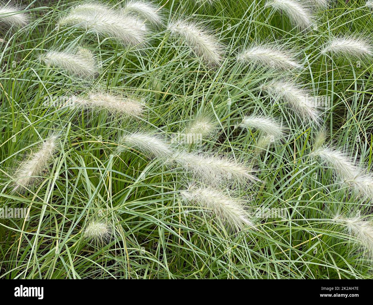 Lamp cleaner grass,white,Cenchrus longisetus Stock Photo