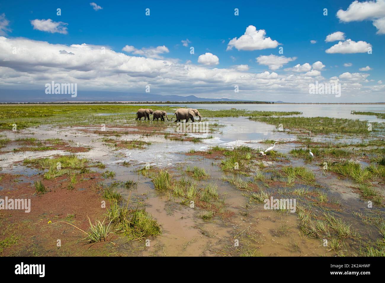 three-elephants-in-the-landscape-of-amboseli-national-park-in-kenya