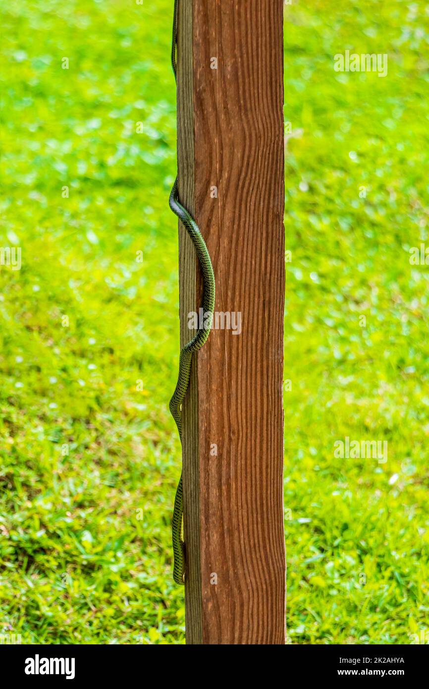 Snake climbs a wooden strip on Koh Phangan, in Thailand. Stock Photo