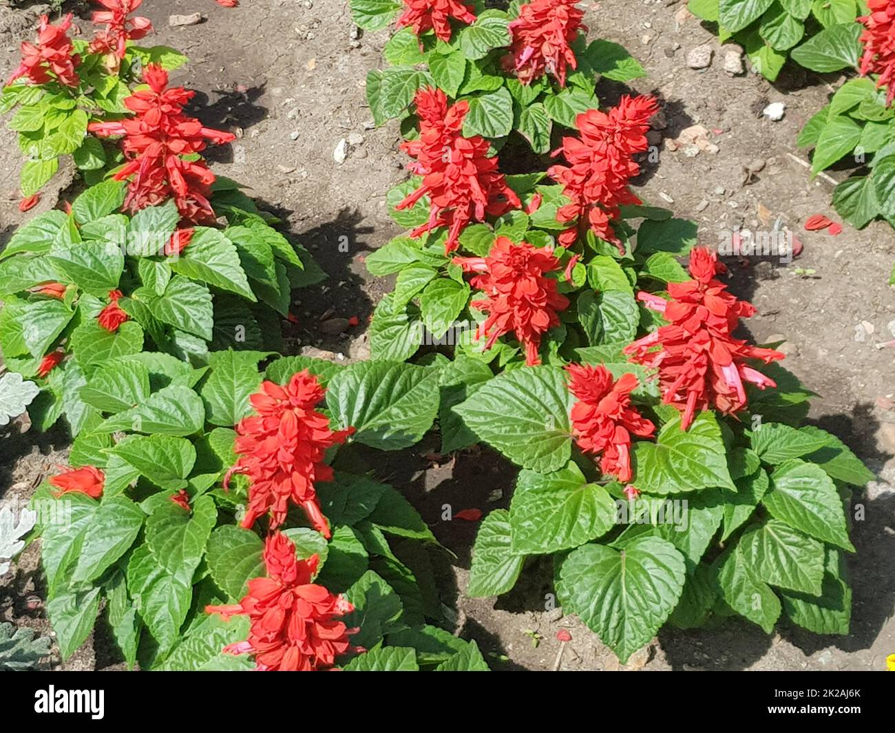 Flower bed with blooming red salvia sage flower, background with top view, summer day, outdoor Stock Photo
