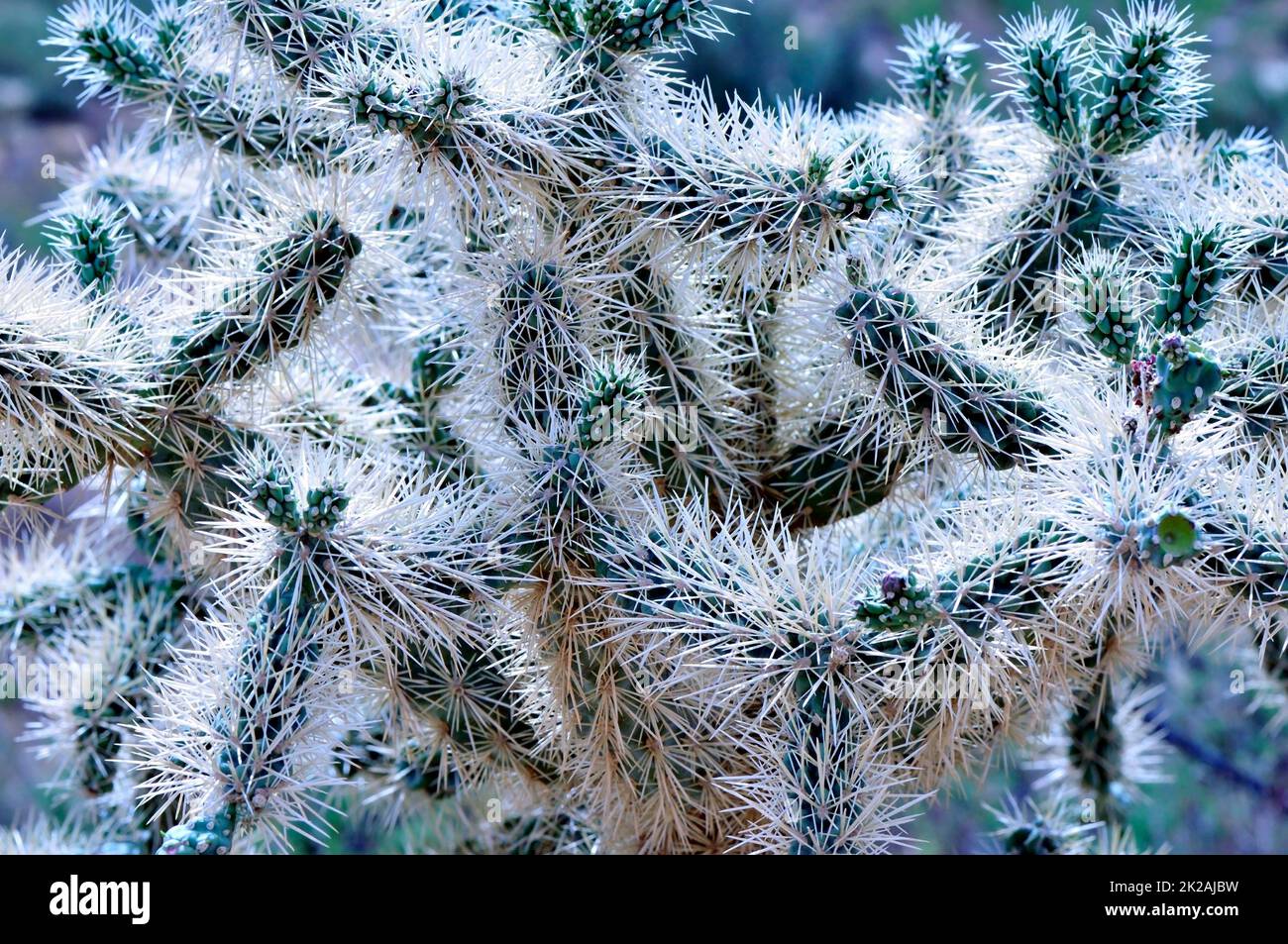 Cholla cactus, Sonora Desert, Mid Summer Stock Photo