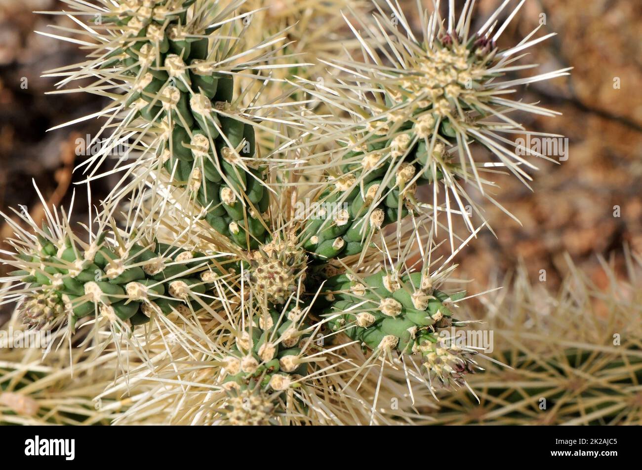 Cholla cactus, Sonora Desert, Mid Summer Stock Photo