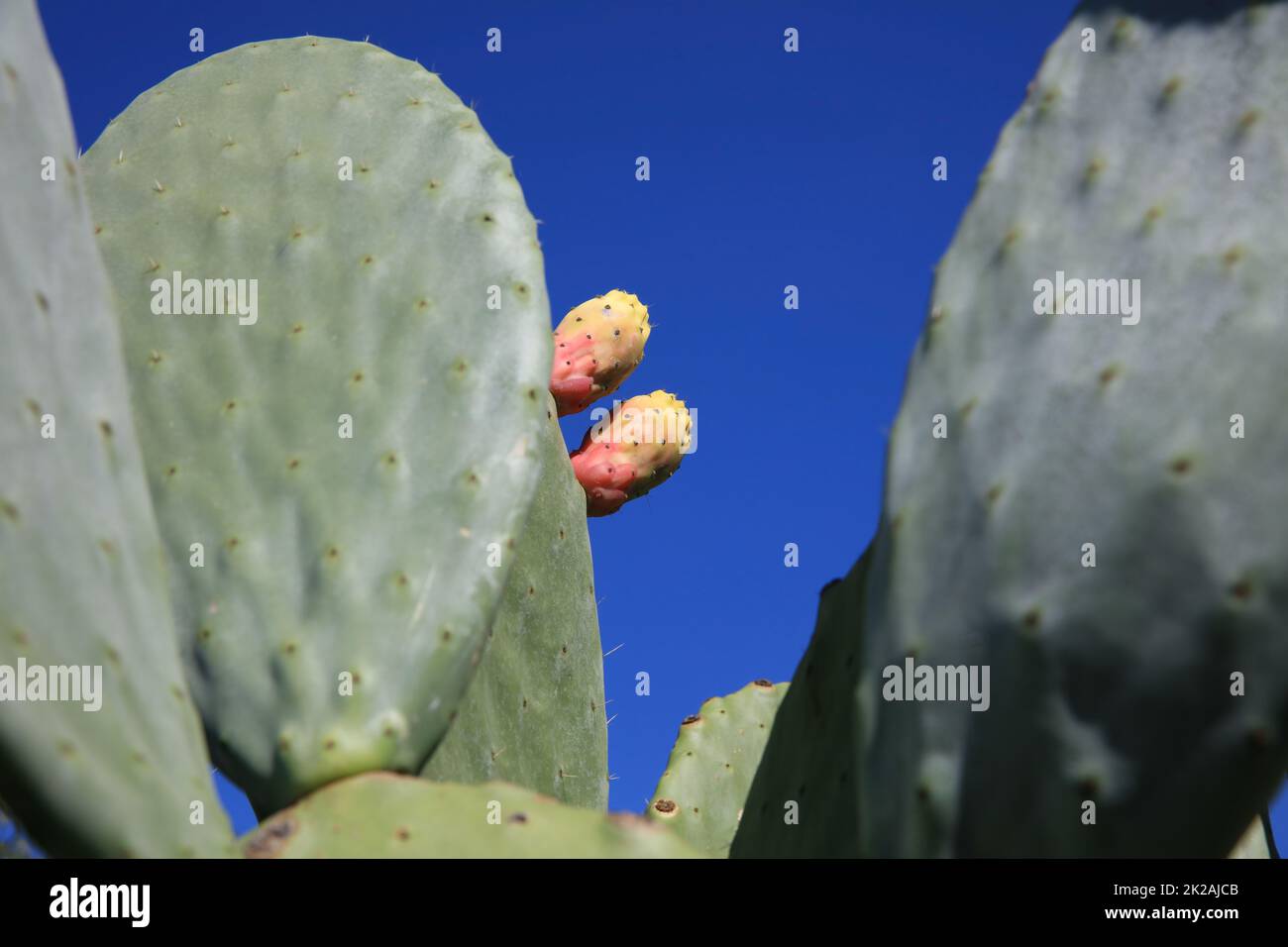 Prickly Pear Fruits on Majorca in Spain Stock Photo