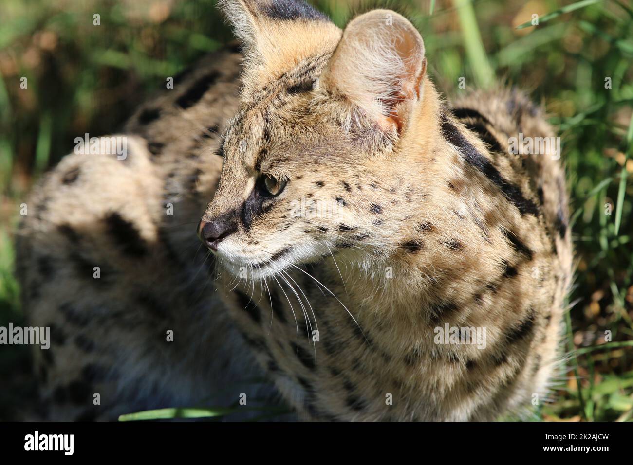 Serval in South Africa Stock Photo