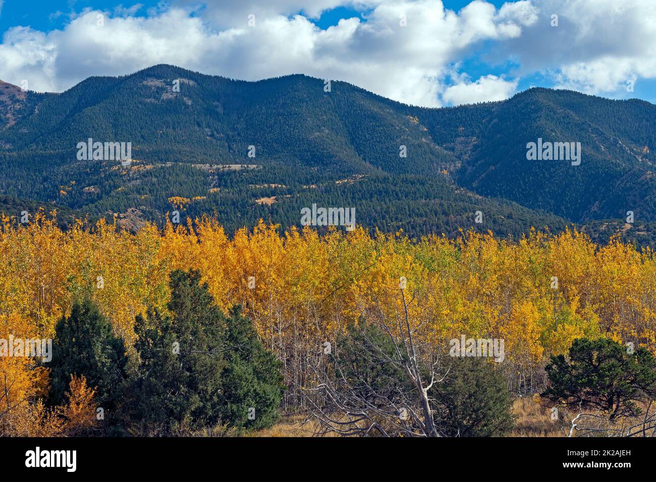 Aspen in the Fall Below Green Hills Stock Photo