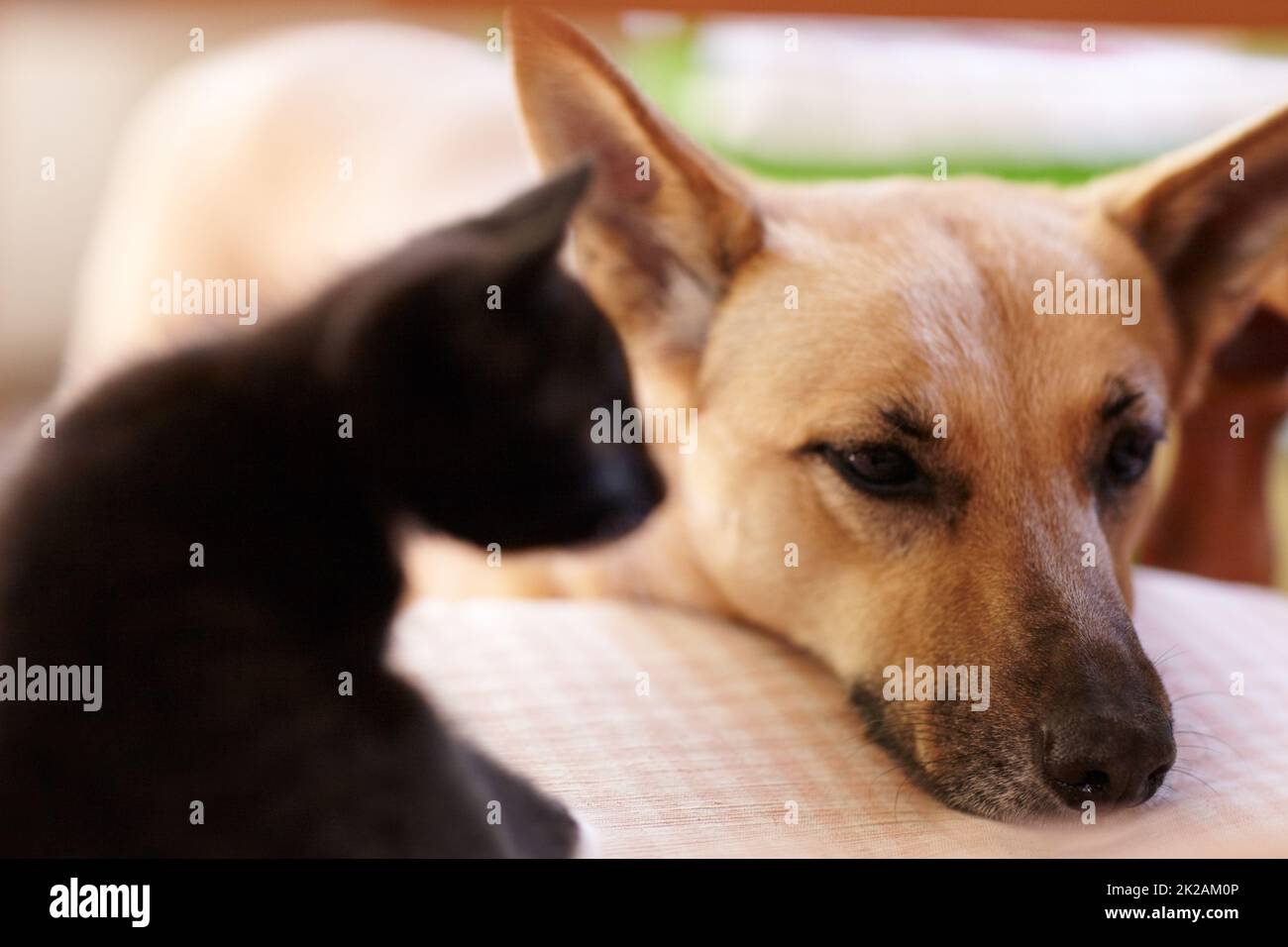 Too tuckered out to play anymore. A shot of a dog resting its head on a table while a cute kitten looks on. Stock Photo