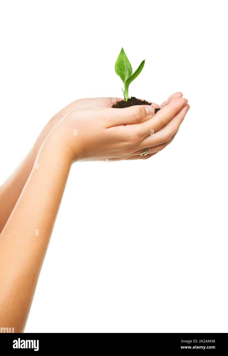 Nurturing hands. Closeup shot of cupped hand holding a small seedling. Stock Photo