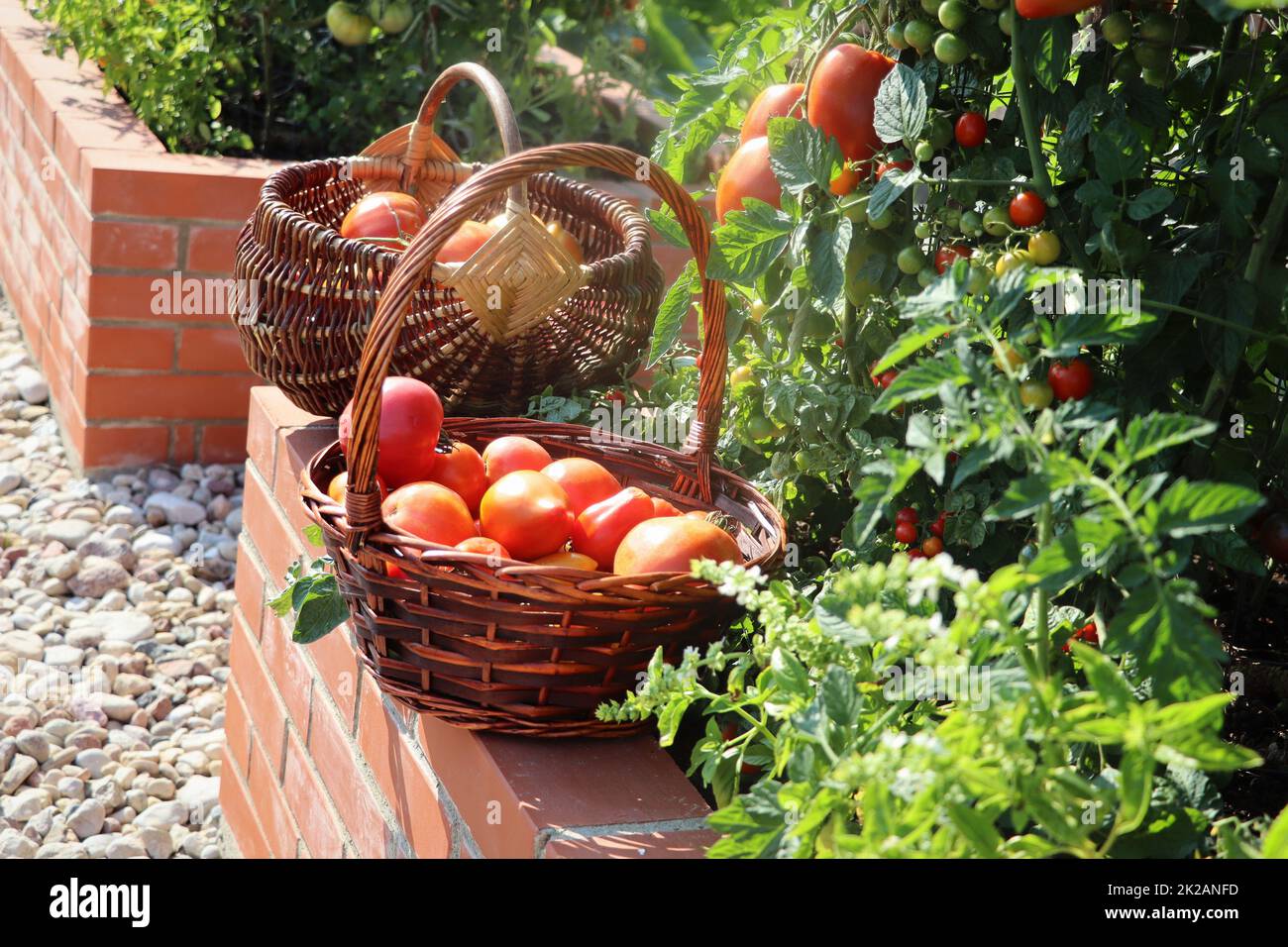 Tomatoes harvesting. Raised beds gardening in an urban garden growing