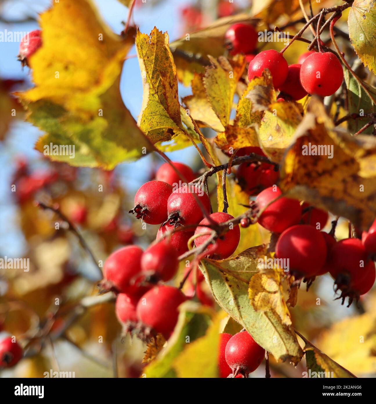 Ripe berries, haws, on Hawthorn also called called thornapple, May-tree, whitethorn, or hawberry, Crataegus monogyna berries in Autumn Stock Photo