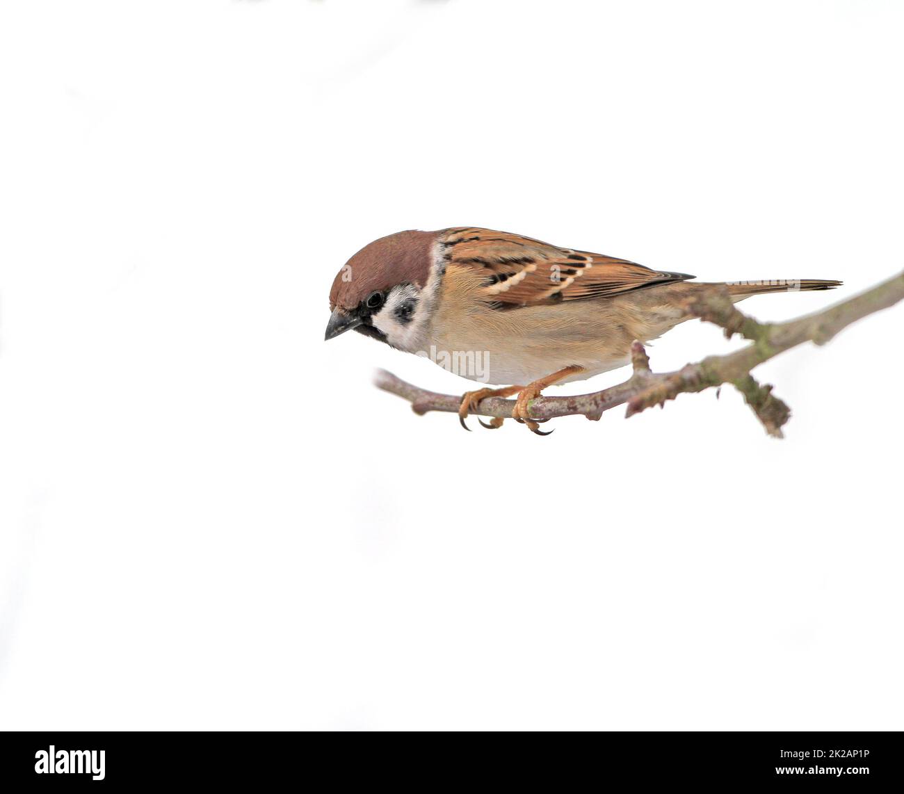 Beautiful brown garden sparrow with uniform background. Beautiful brown garden sparrow with uniform background. Stock Photo
