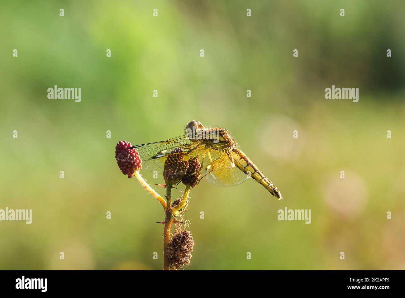 Yellow dragonflies are on the pollen of red flowers in nature Stock ...