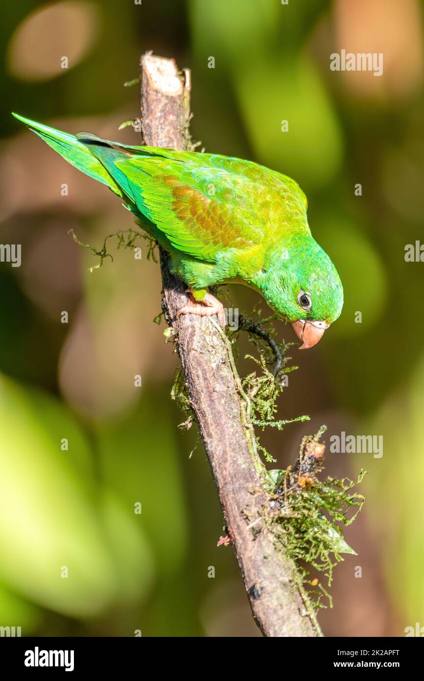 Small green parrot Brotogeris jugularis, tirika tovi, Costa Rica. Stock Photo
