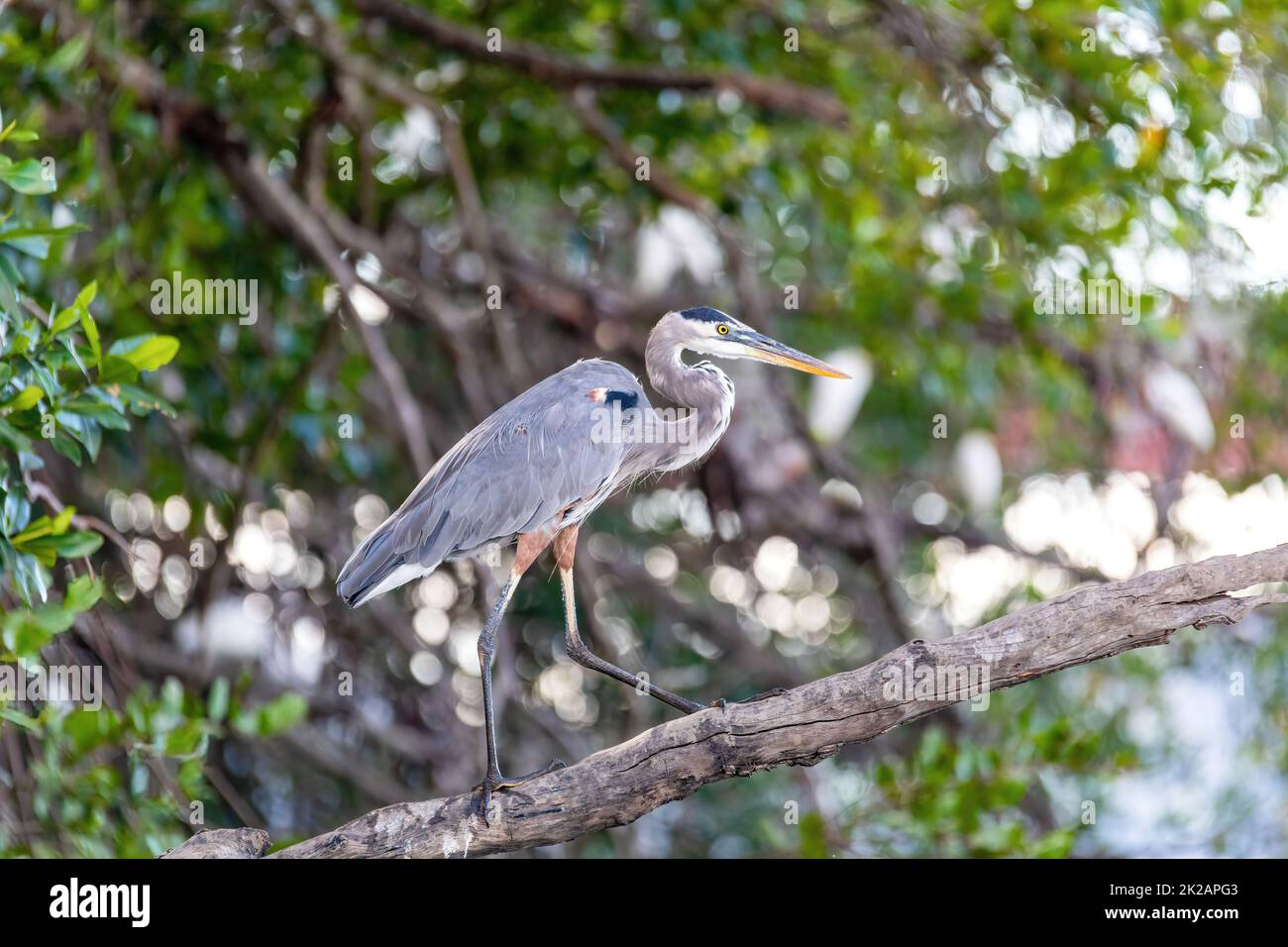 Great blue heron, Ardea herodias, River Rio Tenorio, Costa Rica Stock Photo