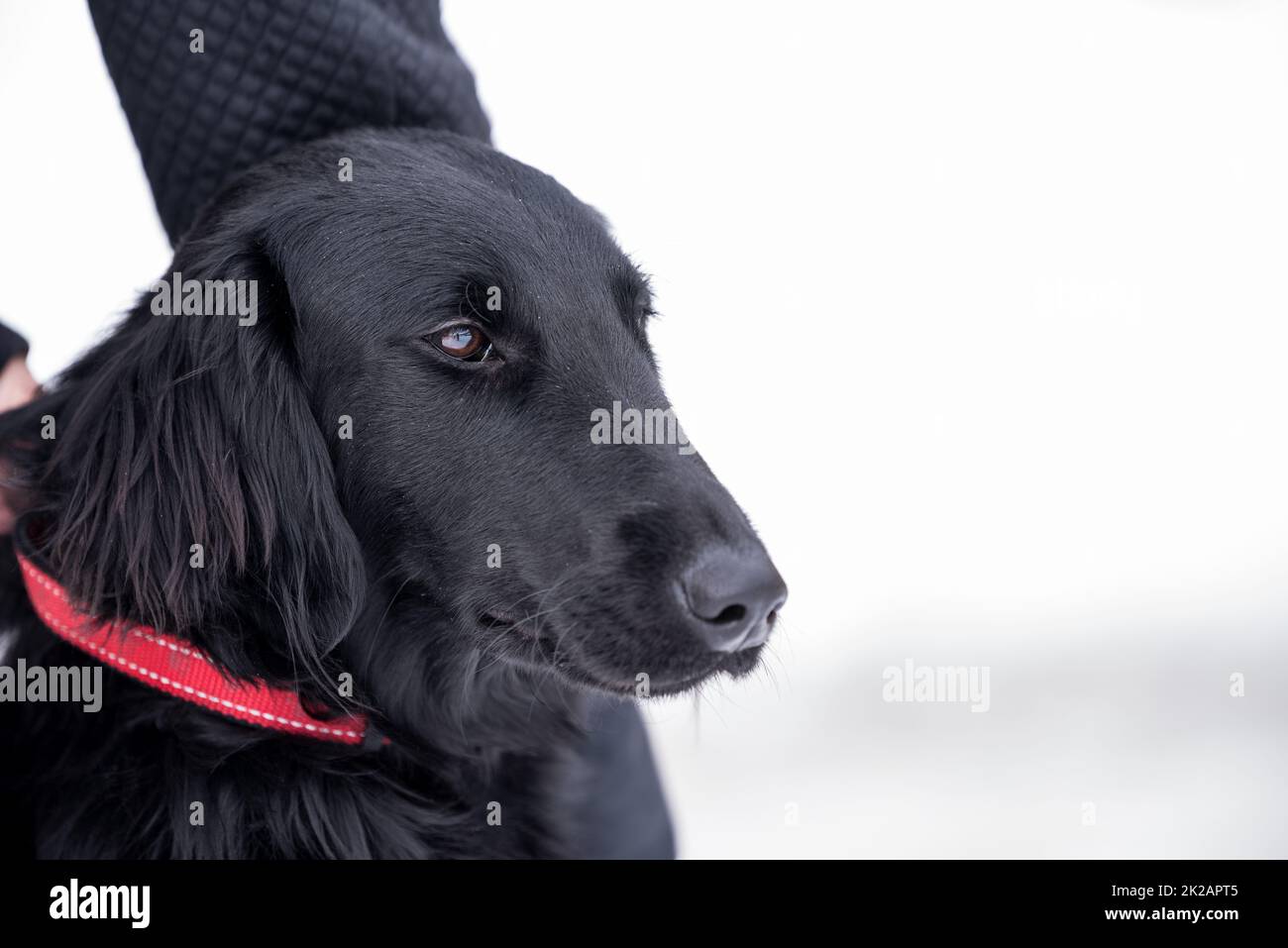 British dog breed - black flat-coated retriever, dog portrait, family pet Stock Photo
