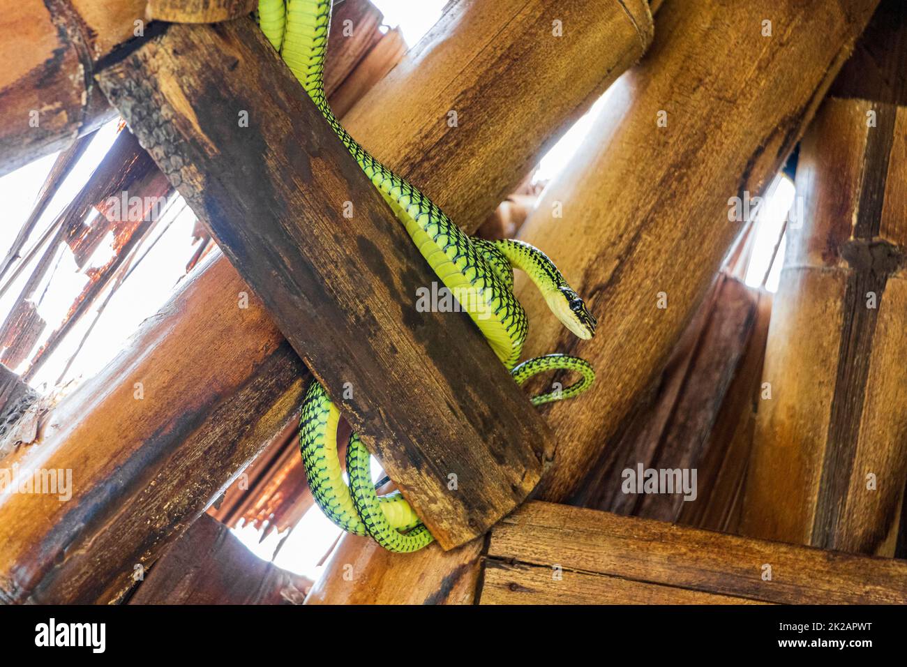 Snake in the bamboo roof on Koh Phangan in Thailand. Stock Photo