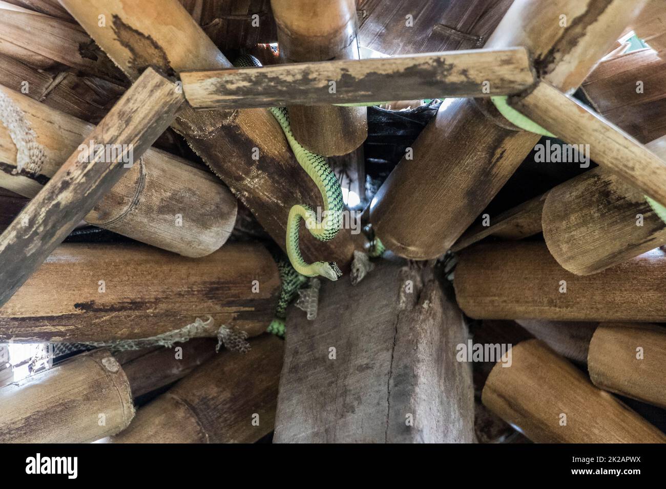 Snake in the bamboo roof on Koh Phangan in Thailand. Stock Photo