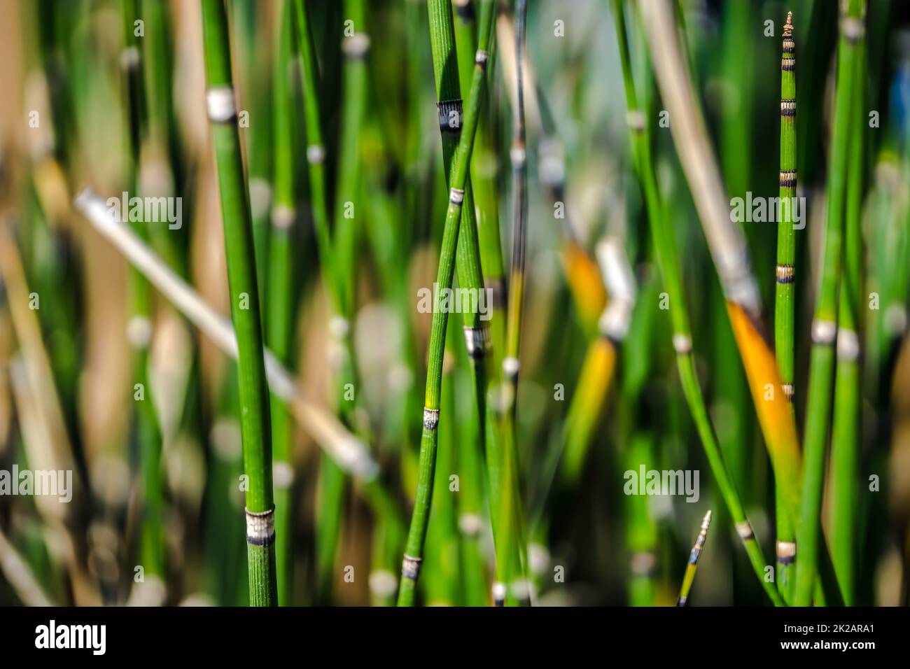 Abstract Horsetail wintering Stock Photo
