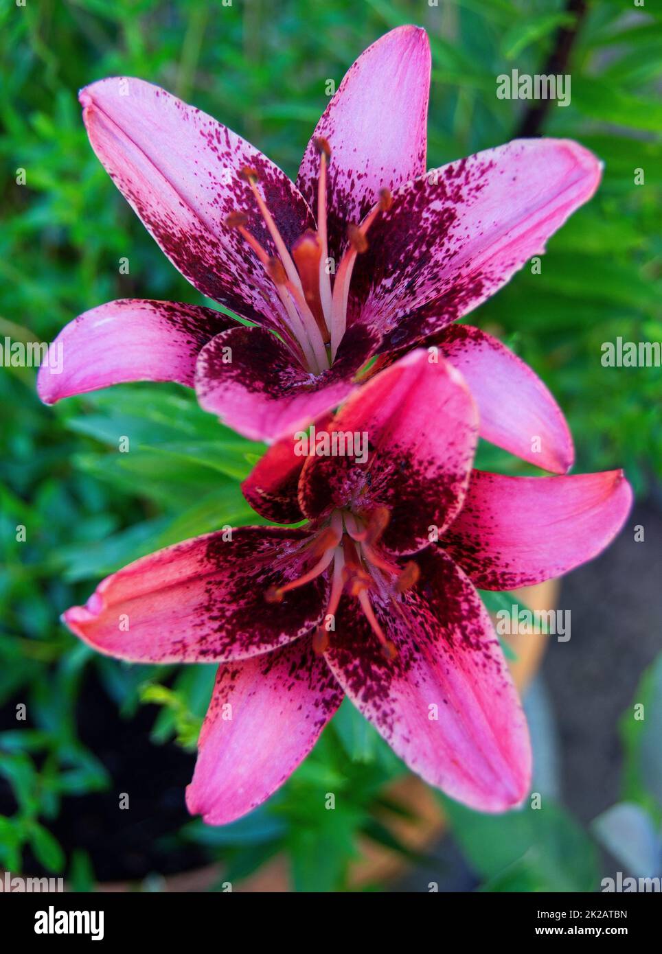 Lilium 'Purple Dream' Stock Photo - Alamy