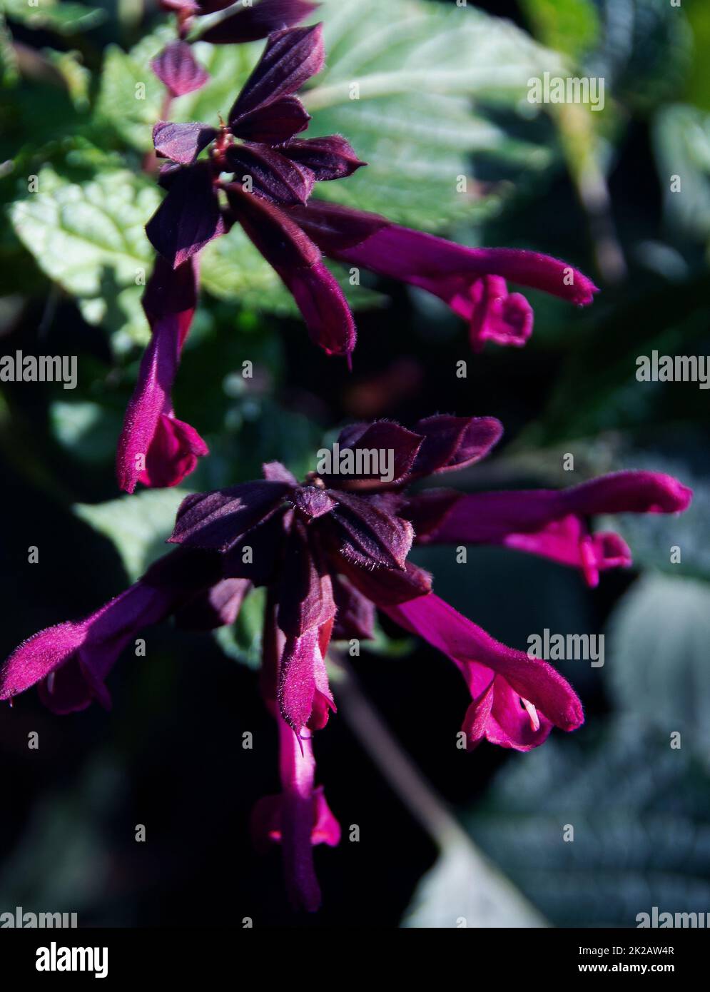 Salvia ‘Rockin Fuchsia’ Stock Photo